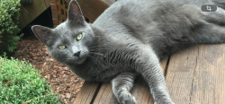 Lost Male Cat last seen Meyer Garm Road, Pinehurst, NC 28374