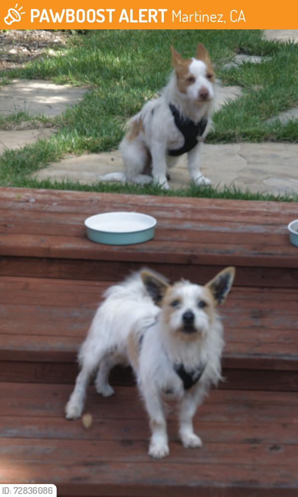 Found/Stray Unknown Dog last seen vine hill way / morello ave, Martinez, CA 94553