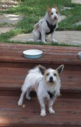Found/Stray Unknown Dog last seen vine hill way / morello ave, Martinez, CA 94553