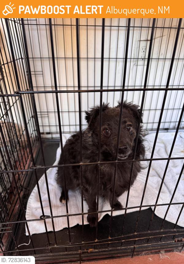 Found/Stray Male Dog last seen Pitt and Candelaria, Albuquerque, NM 87111