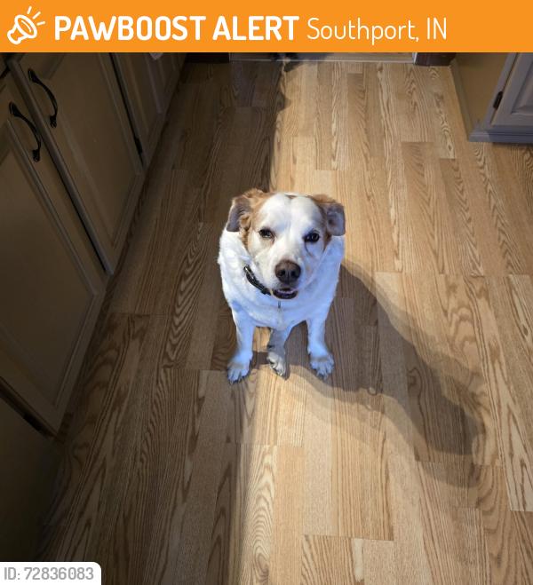 Found/Stray Male Dog last seen Stop 10 and Southfield Dr, Indianapolis, In, Southport, IN 46227