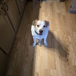 Found/Stray Male Dog last seen Stop 10 and Southfield Dr, Indianapolis, In, Southport, IN 46227