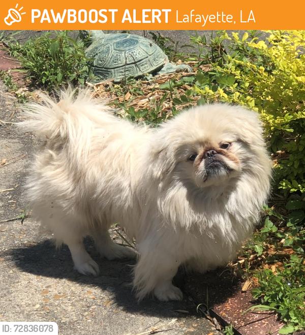 Found/Stray Unknown Dog last seen Off Verot School Road between Rue Louis & Pinhook, Lafayette, LA 70508