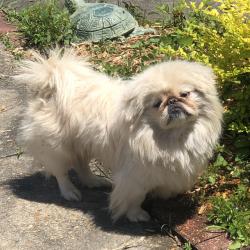 Found/Stray Unknown Dog last seen Off Verot School Road between Rue Louis & Pinhook, Lafayette, LA 70508