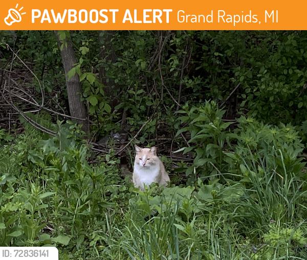 Found/Stray Unknown Cat last seen Taylor & Caledonia , Grand Rapids, MI 49505