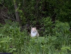 Found/Stray Unknown Cat last seen Taylor & Caledonia , Grand Rapids, MI 49505