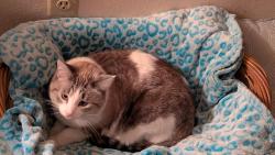 Lost Female Cat last seen McDonald Rd NW and San Isidro, Albuquerque, NM 87107