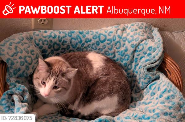 Lost Female Cat last seen McDonald Rd NW and San Isidro, Albuquerque, NM 87107
