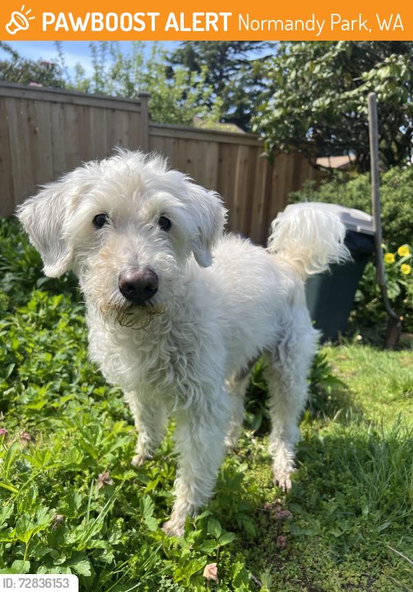 Found/Stray Male Dog last seen Nature trails park, Normandy Park, WA 98166