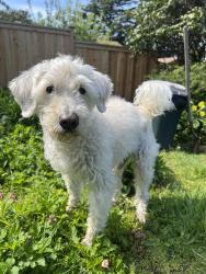 Found/Stray Male Dog last seen Nature trails park, Normandy Park, WA 98166