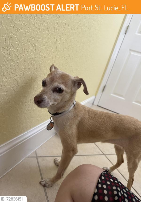 Found/Stray Female Dog last seen Delano rd, Port St. Lucie, FL 34952
