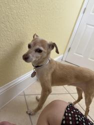 Found/Stray Female Dog last seen Delano rd, Port St. Lucie, FL 34952