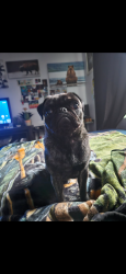 Reunited Female Dog last seen Mt Whitney school , Visalia, CA 93277