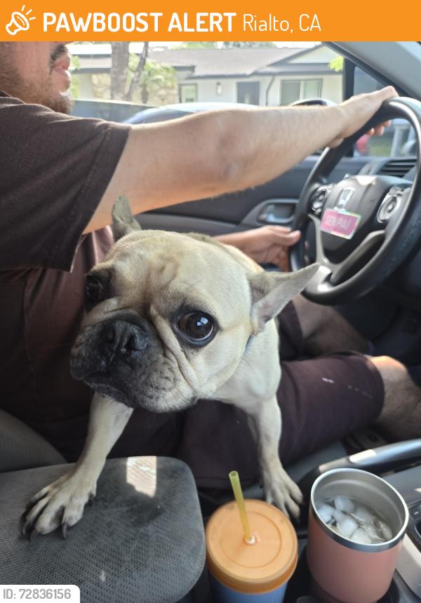 Found/Stray Female Dog last seen Virginia st and Eucalyptus , Rialto, CA 92376