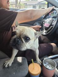 Found/Stray Female Dog last seen Virginia st and Eucalyptus , Rialto, CA 92376