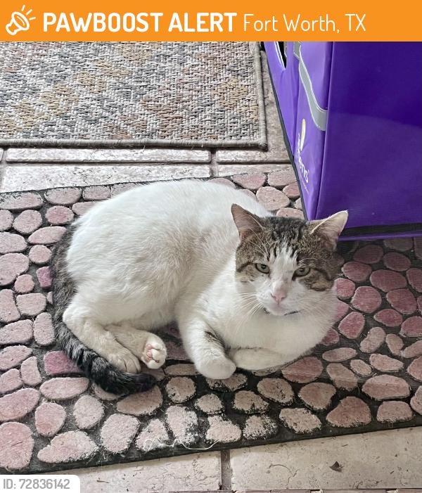 Found/Stray Male Cat last seen Trace ridge and North Tarrant, Fort Worth, TX 76137