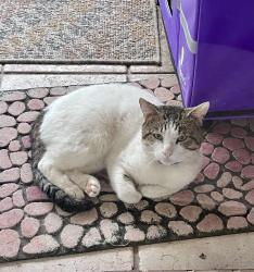 Found/Stray Male Cat last seen Trace ridge and North Tarrant, Fort Worth, TX 76137