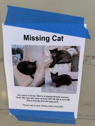 Lost Female Cat last seen Near w 200 south SLC, Salt Lake City, UT 84104