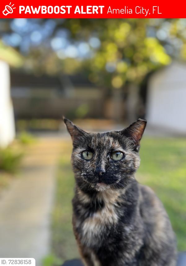Lost Female Cat last seen Gerbing Road, Amelia City, FL 32034