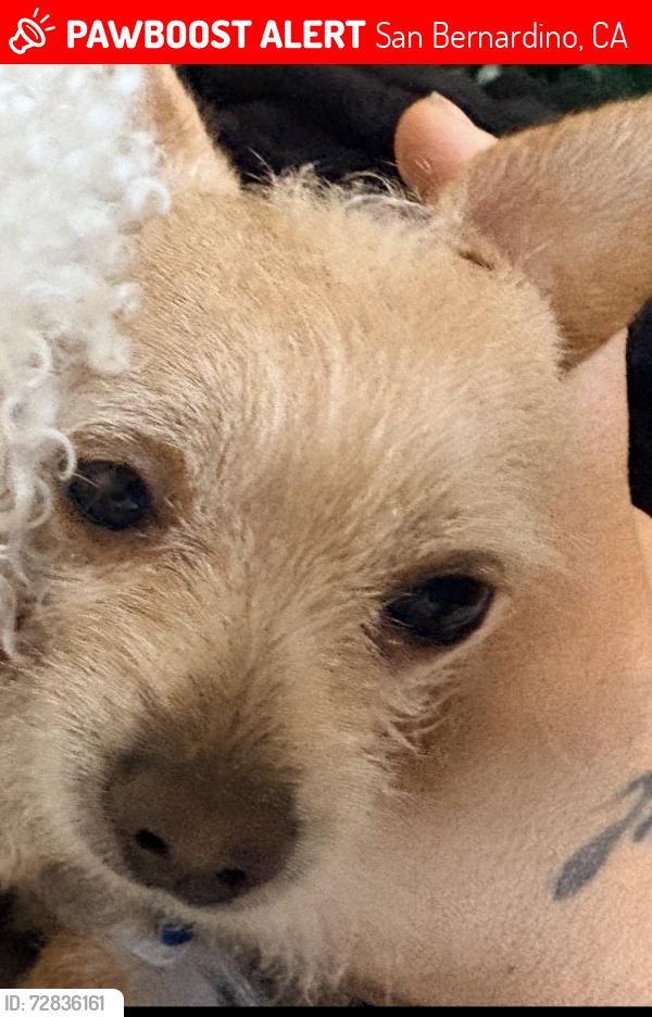 Lost Male Dog last seen Hanford and grand st, San Bernardino, CA 92411