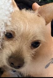 Lost Male Dog last seen Hanford and grand st , San Bernardino, CA 92411