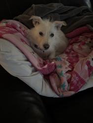 Lost Female Dog last seen Near W Belleview st, San Bernardino, CA 92410