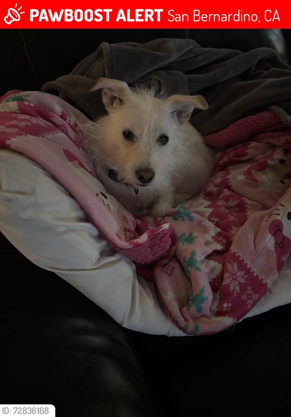 Lost Female Dog last seen Near W Belleview st, San Bernardino, CA 92410
