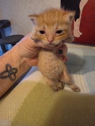 Shelter Stray Female Cat last seen Near Gross Rd, 75149, TX, Mesquite, TX 75149