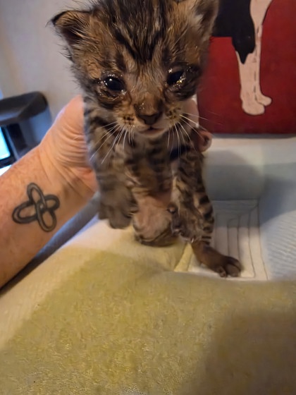 Shelter Stray Unknown Cat last seen Near Gross Rd, 75149, TX, Mesquite, TX 75149