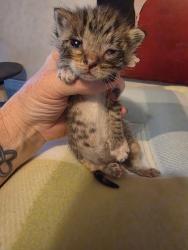 Shelter Stray Female Cat last seen Near Gross Rd, 75149, TX, Mesquite, TX 75149