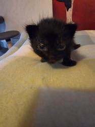 Shelter Stray Female Cat last seen Near Gross Rd, 75149, TX, Mesquite, TX 75149