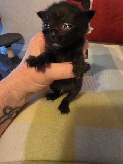 Shelter Stray Male Cat last seen Near Gross Rd, 75149, TX, Mesquite, TX 75149