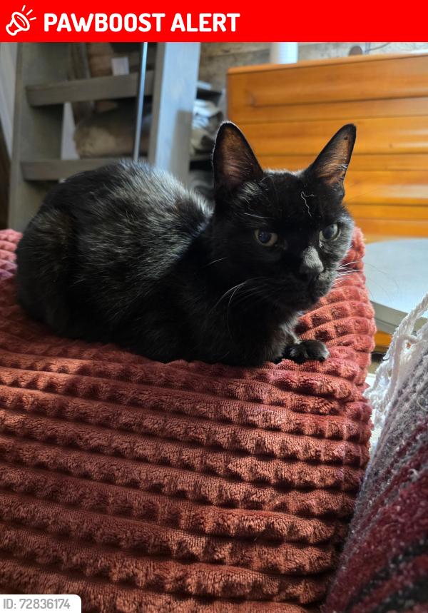 Lost Female Cat last seen FM 1097, Montgomery County, TX 77318