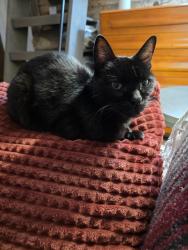 Lost Female Cat last seen FM 1097, Montgomery County, TX 77318