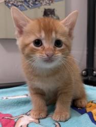 Shelter Stray Male Cat last seen New Bern, NC 28562, New Bern, NC 28562