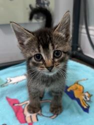 Shelter Stray Female Cat last seen New Bern, NC 28562, New Bern, NC 28562