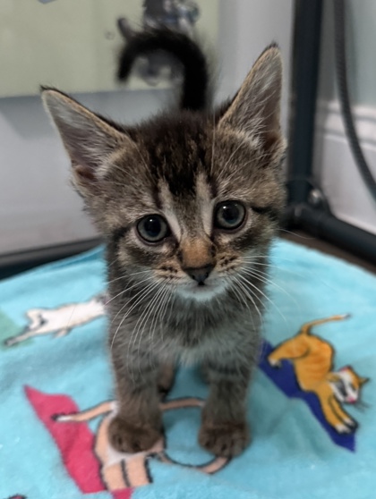 Shelter Stray Female Cat last seen New Bern, NC 28562, New Bern, NC 28562