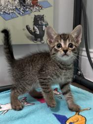 Shelter Stray Male Cat last seen New Bern, NC 28562, New Bern, NC 28562