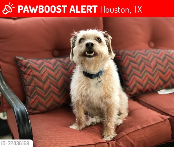 Lost Male Dog last seen Whispering Falls Dr, Whispering Falls Ct, Houston, TX 77084