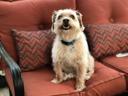 Lost Male Dog last seen Whispering Falls Dr, Whispering Falls Ct, Houston, TX 77084