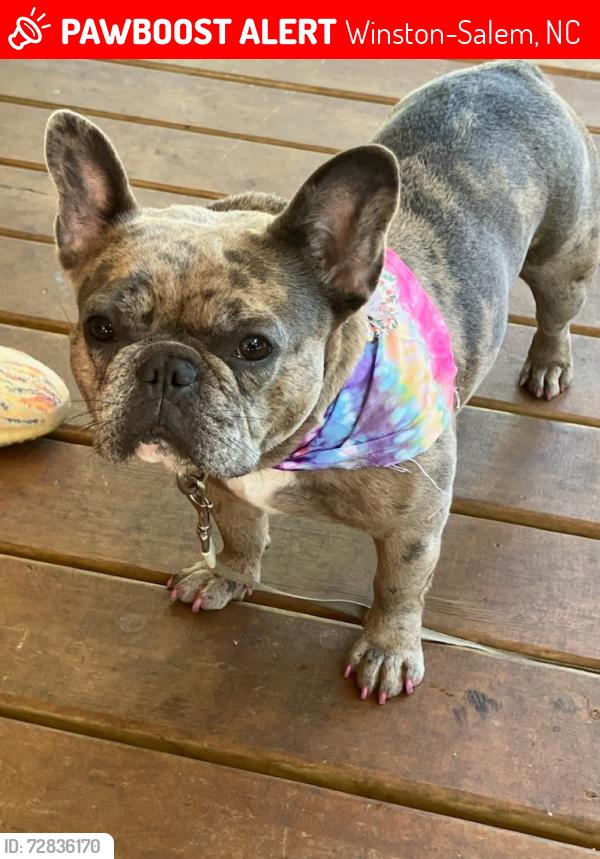 Lost Female Dog last seen INDIANA AND PATTERSON AVENUE , Winston-Salem, NC 27105