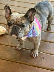 Lost Female Dog last seen INDIANA AND PATTERSON AVENUE , Winston-Salem, NC 27105