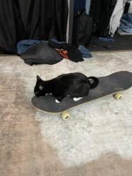 Lost Male Cat last seen Valero, Hempfield Township, PA 15642