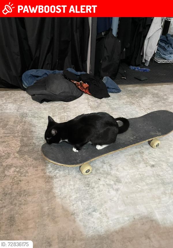 Lost Male Cat last seen Valero, Hempfield Township, PA 15642