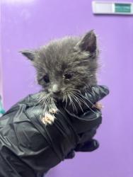 Shelter Stray Female Cat last seen El Paso, TX 79903, Fort Bliss, TX 79906