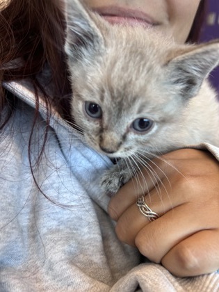 Shelter Stray Male Cat last seen El Paso, TX 79932, Fort Bliss, TX 79906