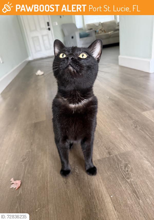 Found/Stray Male Cat last seen California, Port St. Lucie, FL 34986