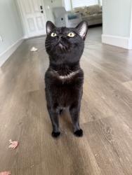 Found/Stray Male Cat last seen California, Port St. Lucie, FL 34986