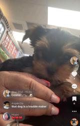 Lost Male Dog last seen Broward Blvd , Fort Lauderdale, FL 33311