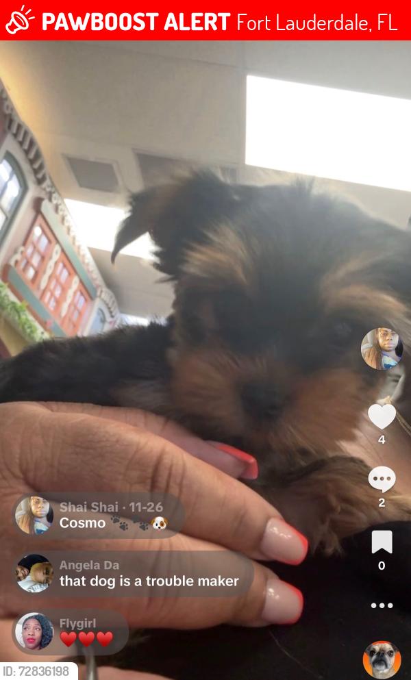 Lost Male Dog last seen Broward Blvd , Fort Lauderdale, FL 33311